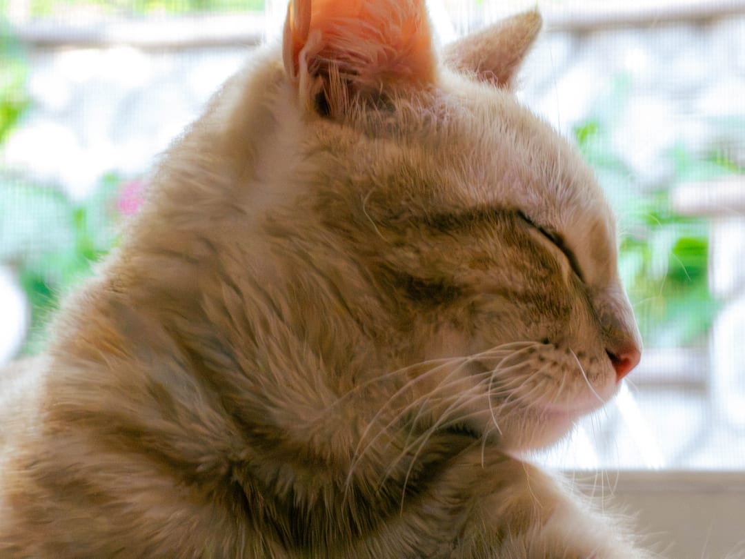 orange tabby cat in profile with its eyes closed, soft light from a window behind