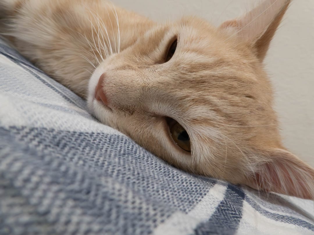 orange tabby cat lying on a blue plaid blanket, half asleep