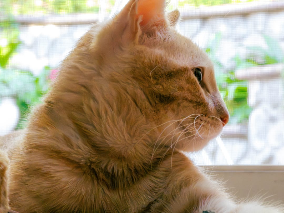 orange tabby cat in profile, looking out through a window screen