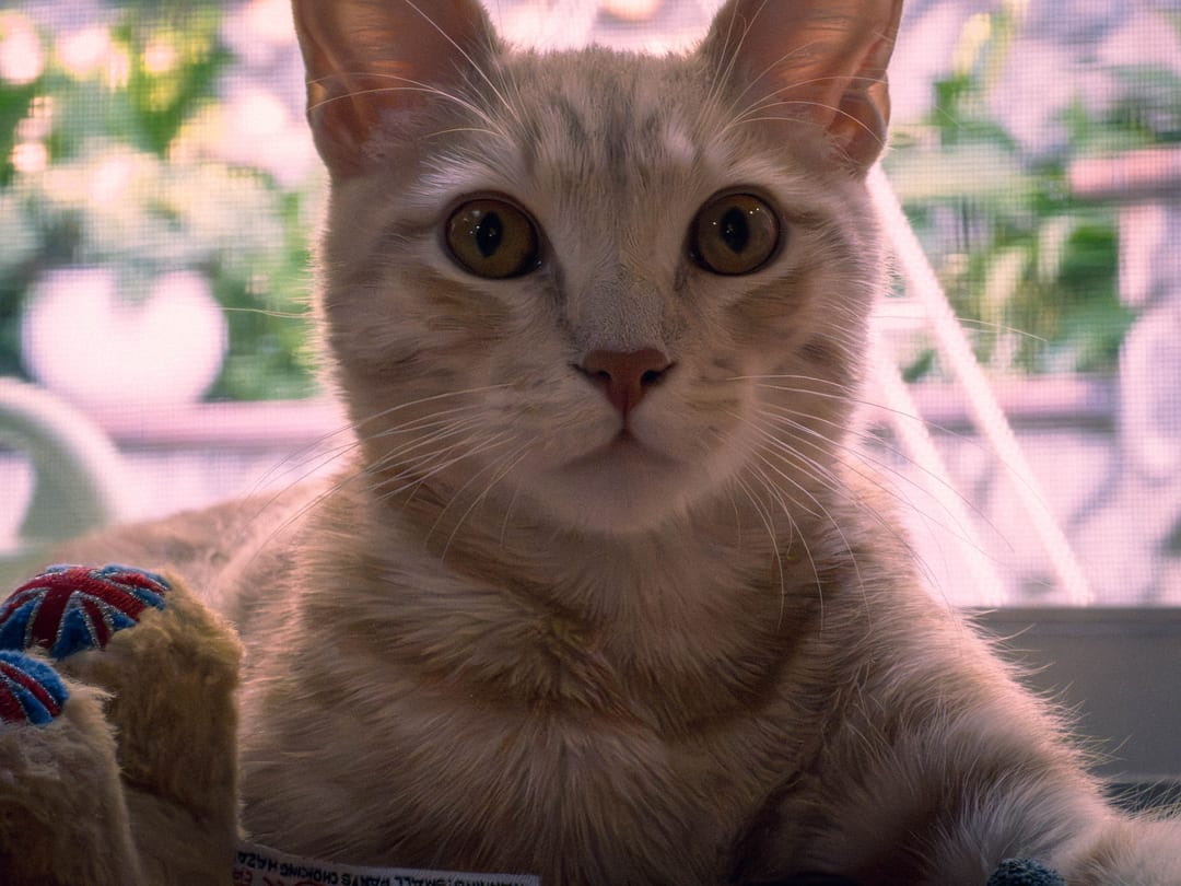orange tabby cat facing the camera with wide eyes, a window screen and plants behind