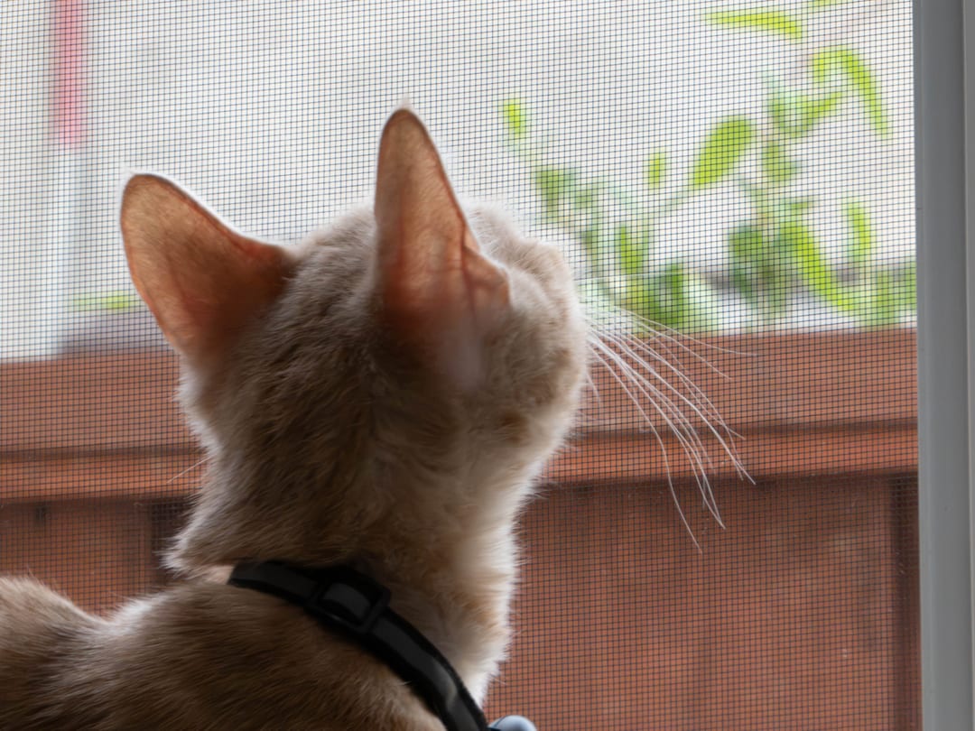 cat from behind, looking out through a window screen at a fence and leaves