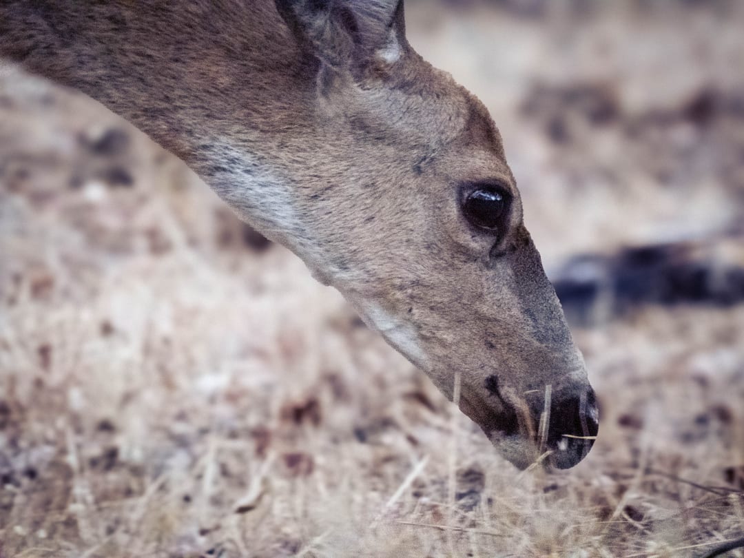 close-up of a deer grazing in dry grass